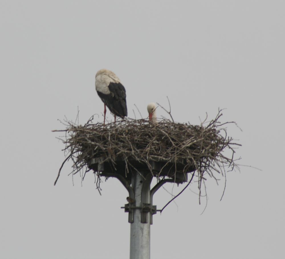 Avifauna humor